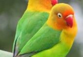 Love bird breeder pair