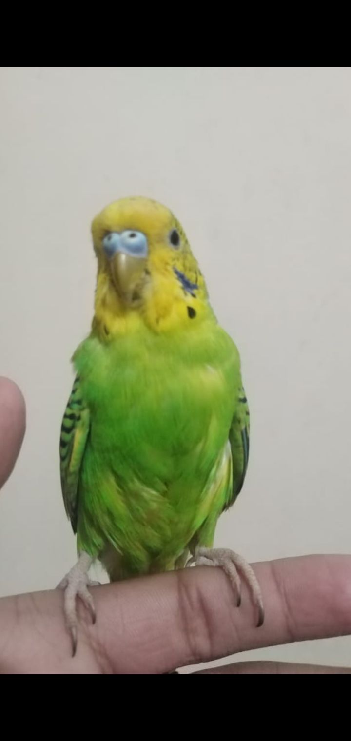 Super tamed pudgie