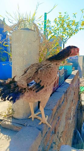 Aseel hen egg laying 3 eggs collect