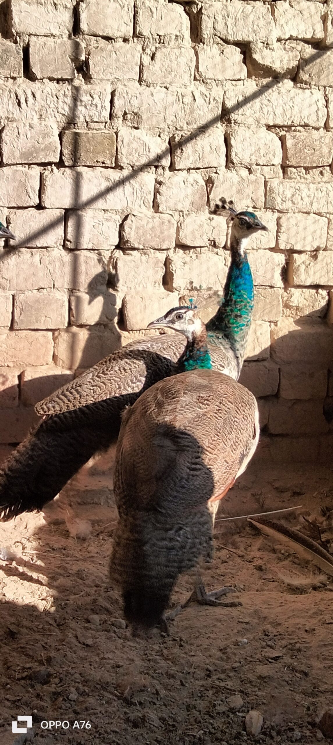 Peacock for sale
