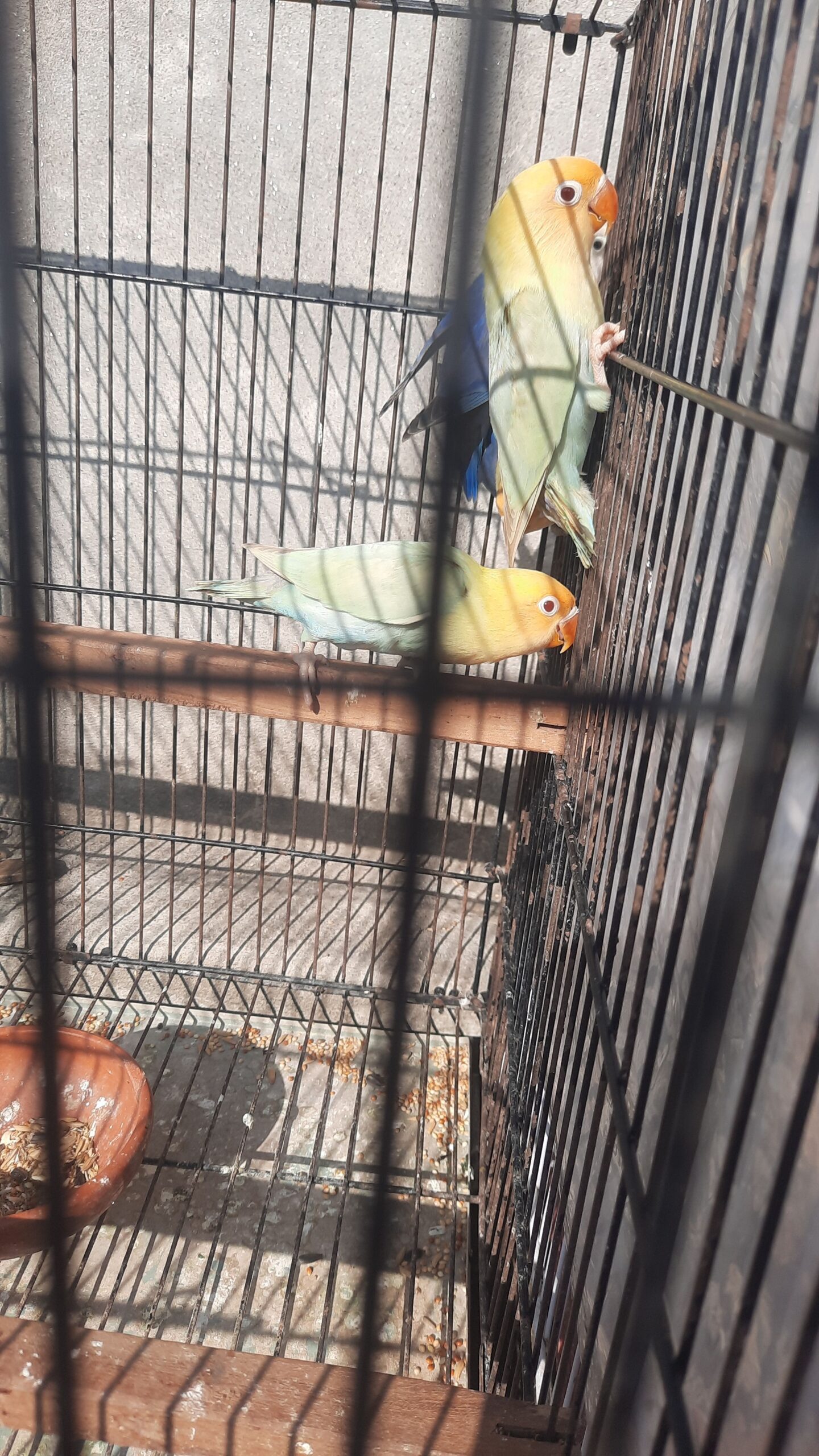 Self chick for sale