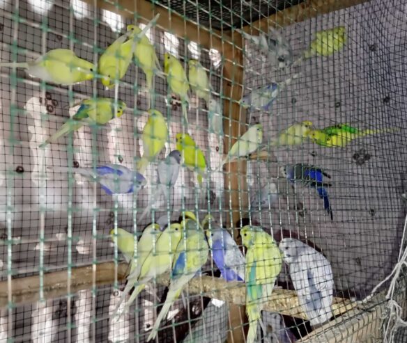 Budgies Parrot Selling