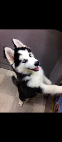 Husky puppies