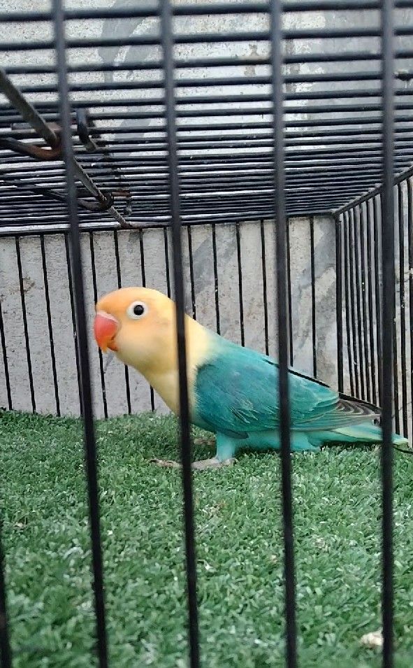 Parblue opaline/Pale fellow