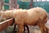 Pure Desi Nagra Bakra