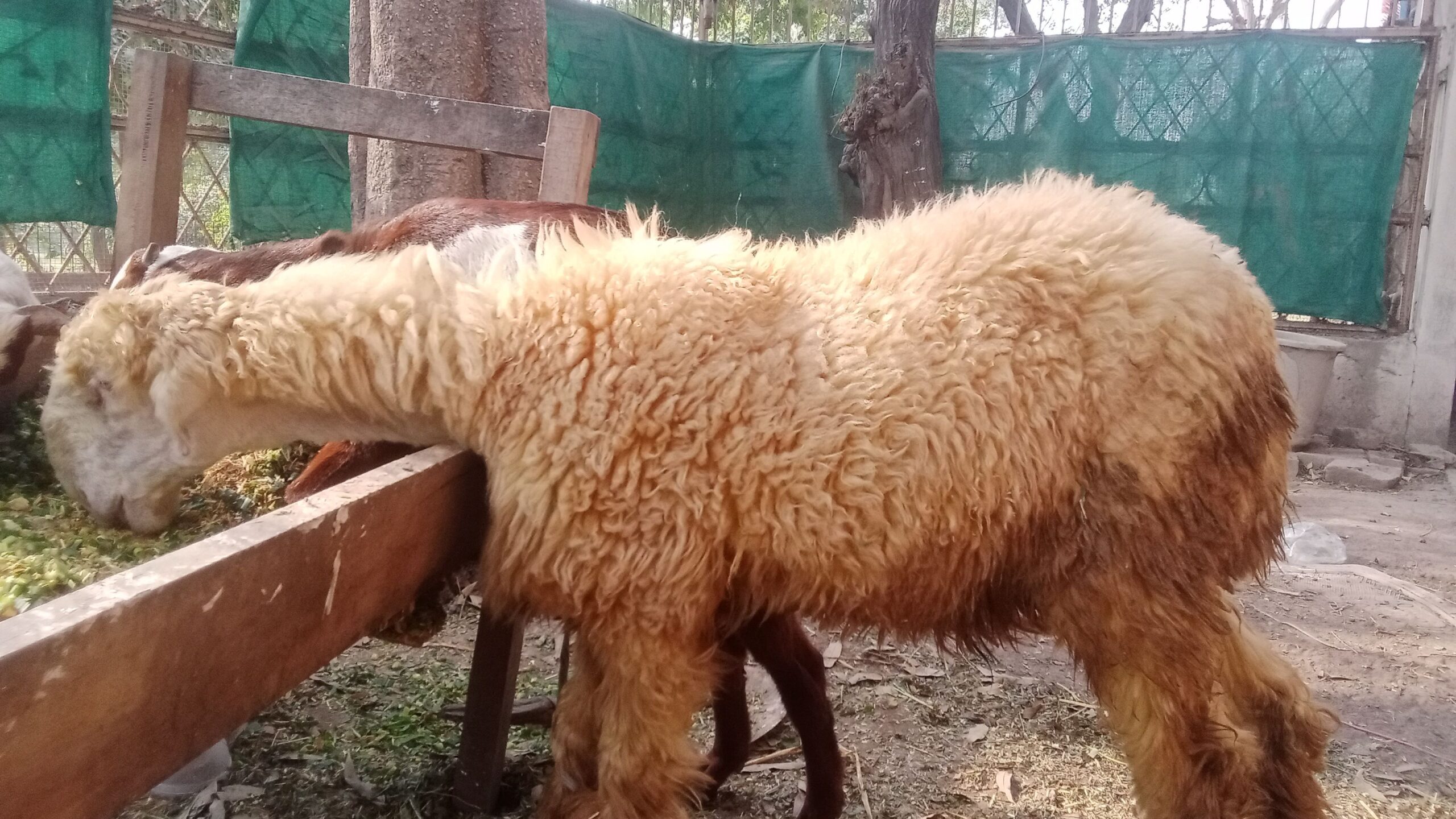 Pure Desi Nagra Bakra