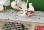 Beautyful fancy Pigeon setup fs rawalpindi 03105007371