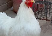 Bantam breeder