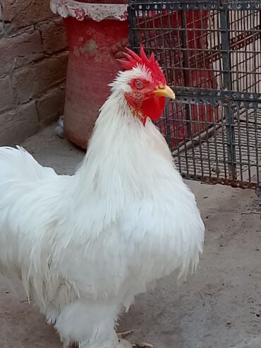 Bantam breeder