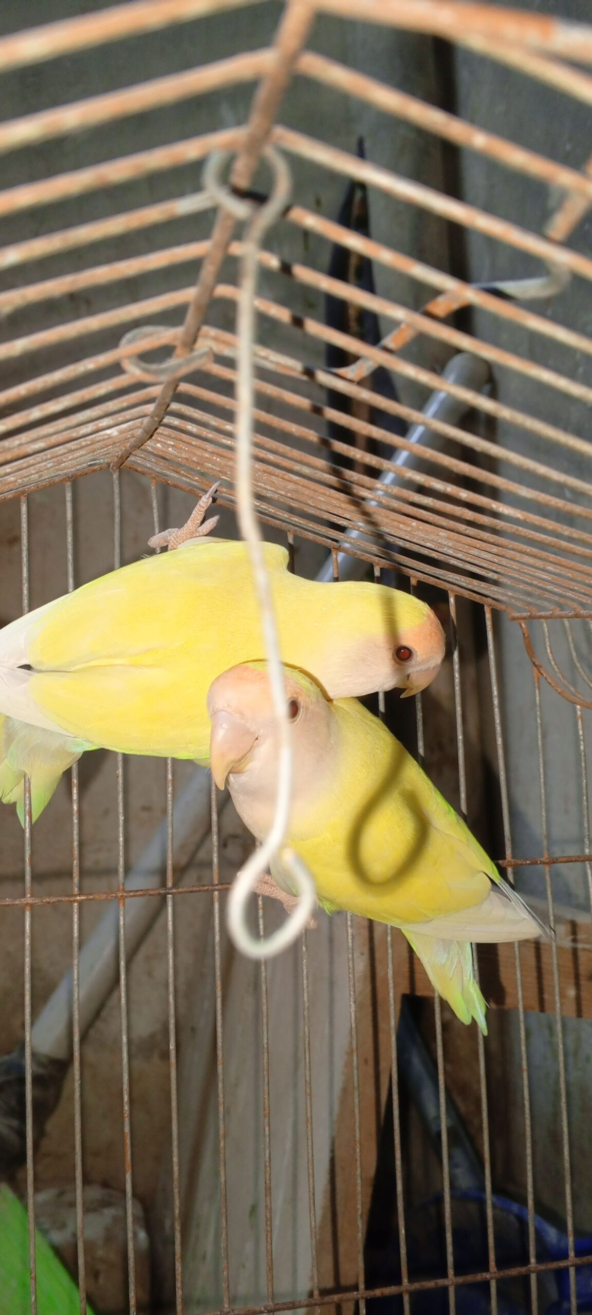 Creamino red eye