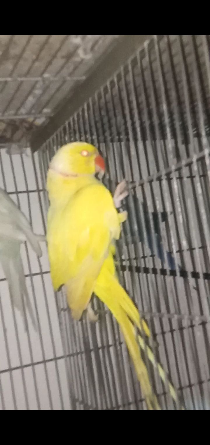 MashAllah yellow ringneck male or female white ringneck pair