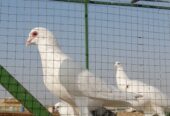 Beautyful fancy Pigeon setup fs rawalpindi 03105007371