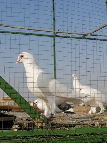 Beautyful fancy Pigeon setup fs rawalpindi 03105007371