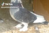 Santinet pair breeder Available Location Rawalpindi tulsa road lalazar