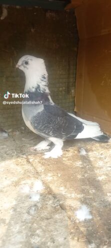 Santinet pair breeder Available Location Rawalpindi tulsa road lalazar