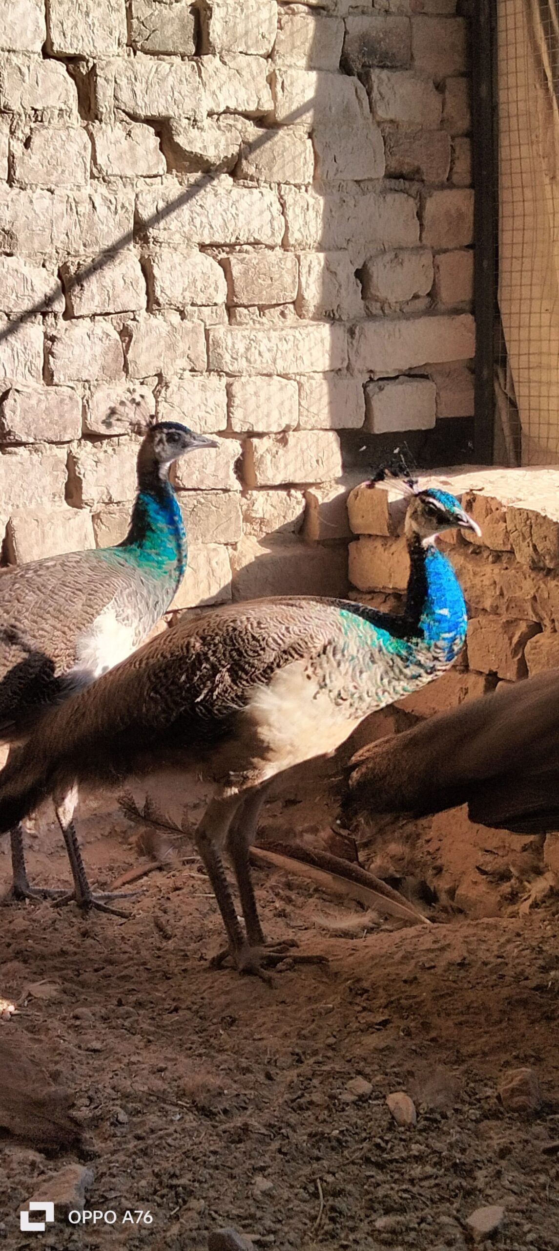 Peacock for sale
