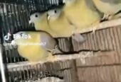 Dove green pigeon pairs Available