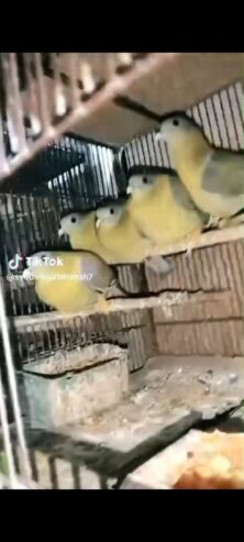 Dove green pigeon pairs Available