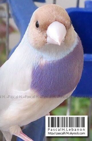 Gouldian finches