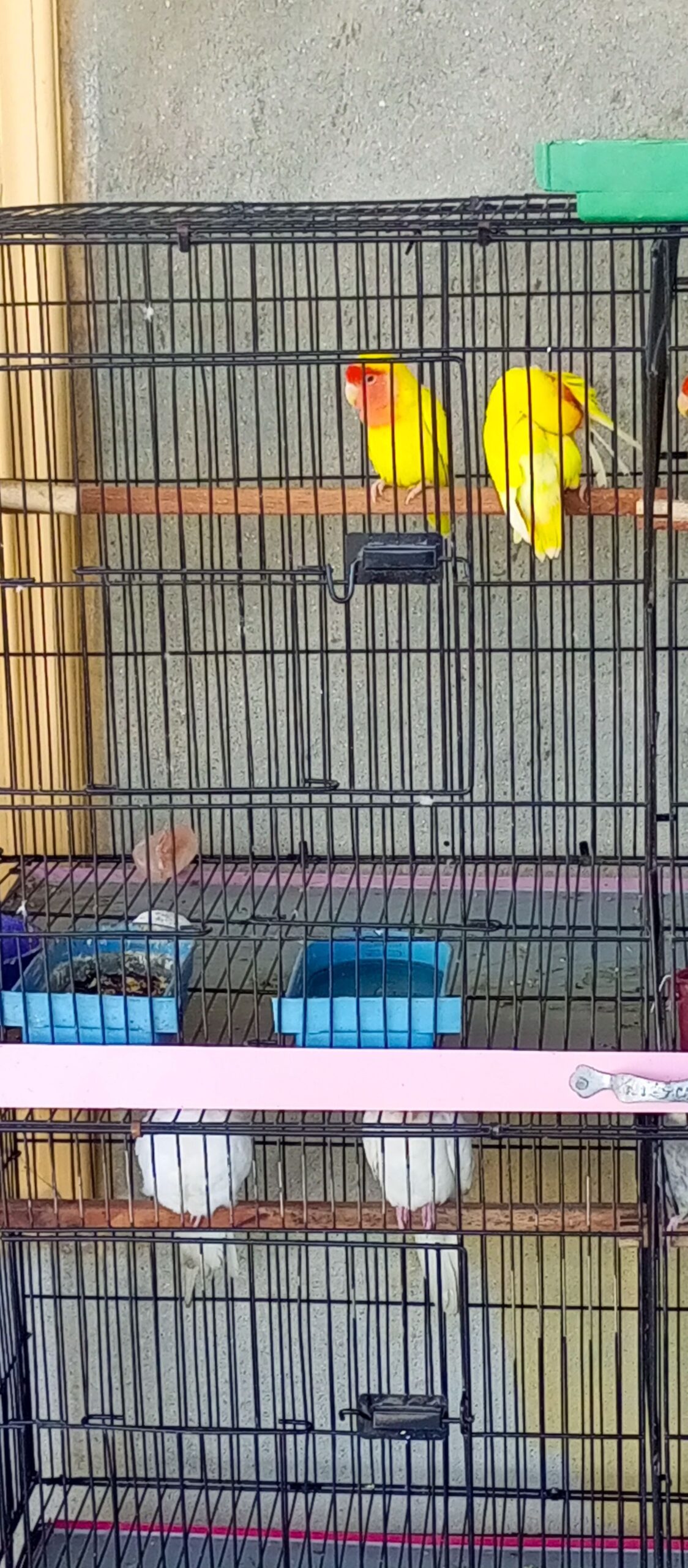 comal Latino teen pair breeder