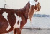 Pure Desi Nagra Bakra