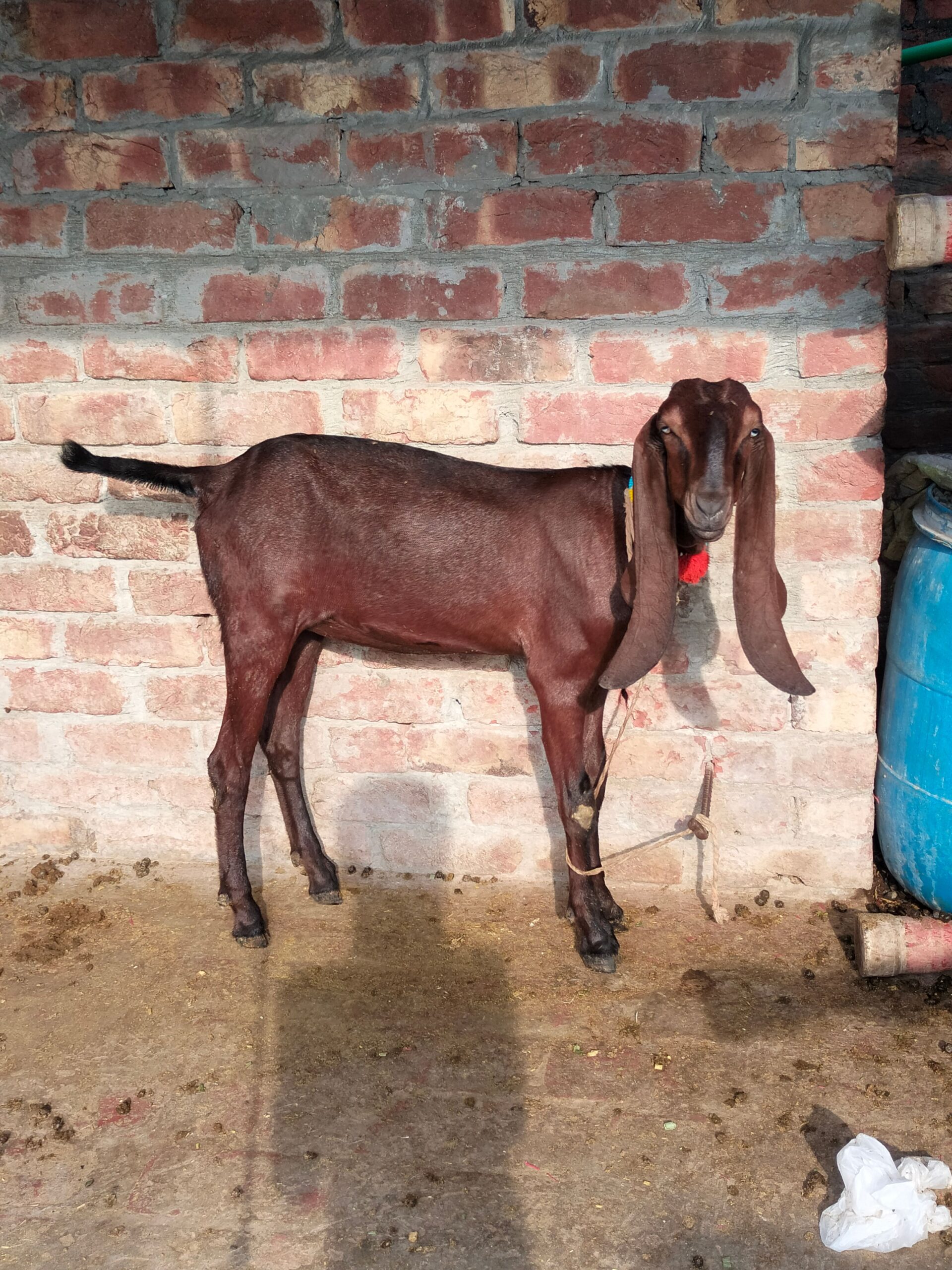 Nagrei Female