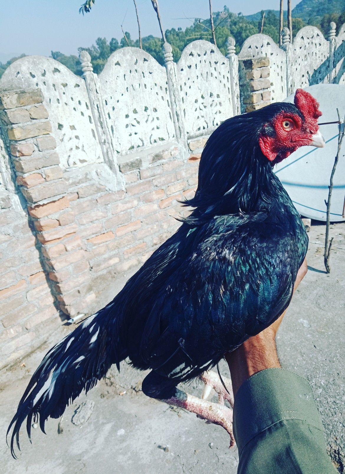 Lasani aseel