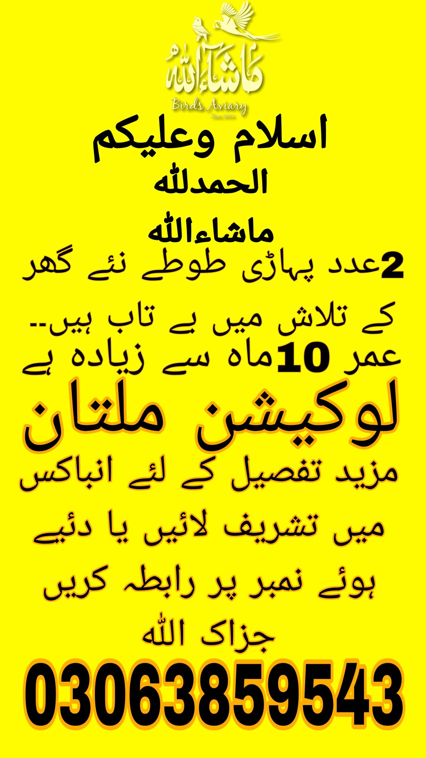 Pahari totay