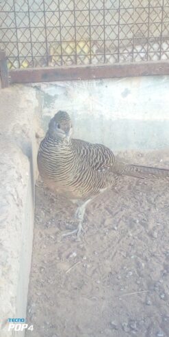 Lady Amherst pheasant female