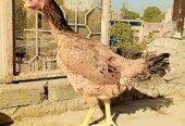 Aseel hen egg laying 3 eggs collect