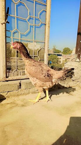 Aseel hen egg laying 3 eggs collect