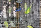 Budgies Parrot Selling