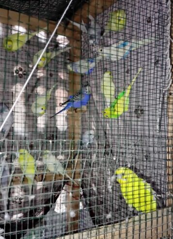 Budgies Parrot Selling