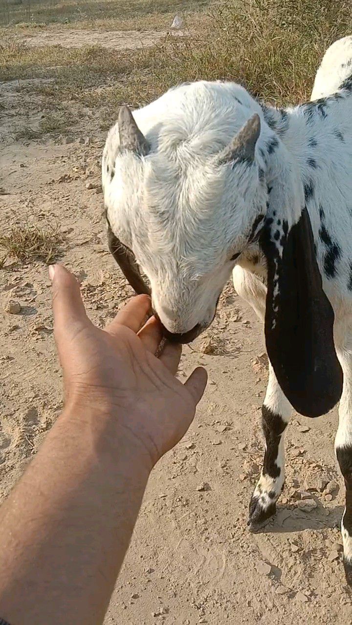 2 path bakri for sale nagra cross