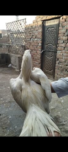 100% Full White Heera Aseel – Pure Breed, 0% Boska, Champion