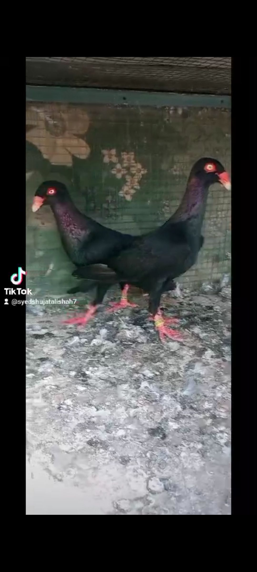 Pigeon Danish pairs breeder Available