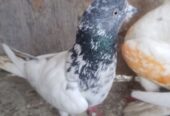 Fakirgull male and parrot beak female