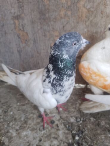 Fakirgull male and parrot beak female