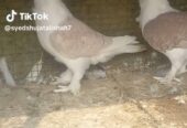 Santinet pair breeder Available Location Rawalpindi tulsa road lalazar