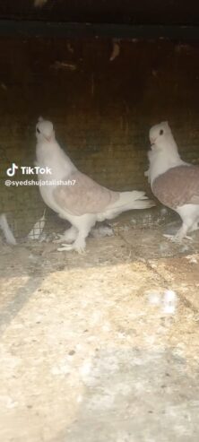 Santinet pair breeder Available Location Rawalpindi tulsa road lalazar