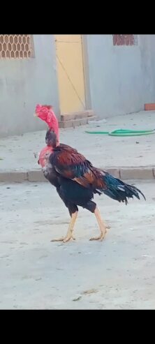 Asle Male murgh