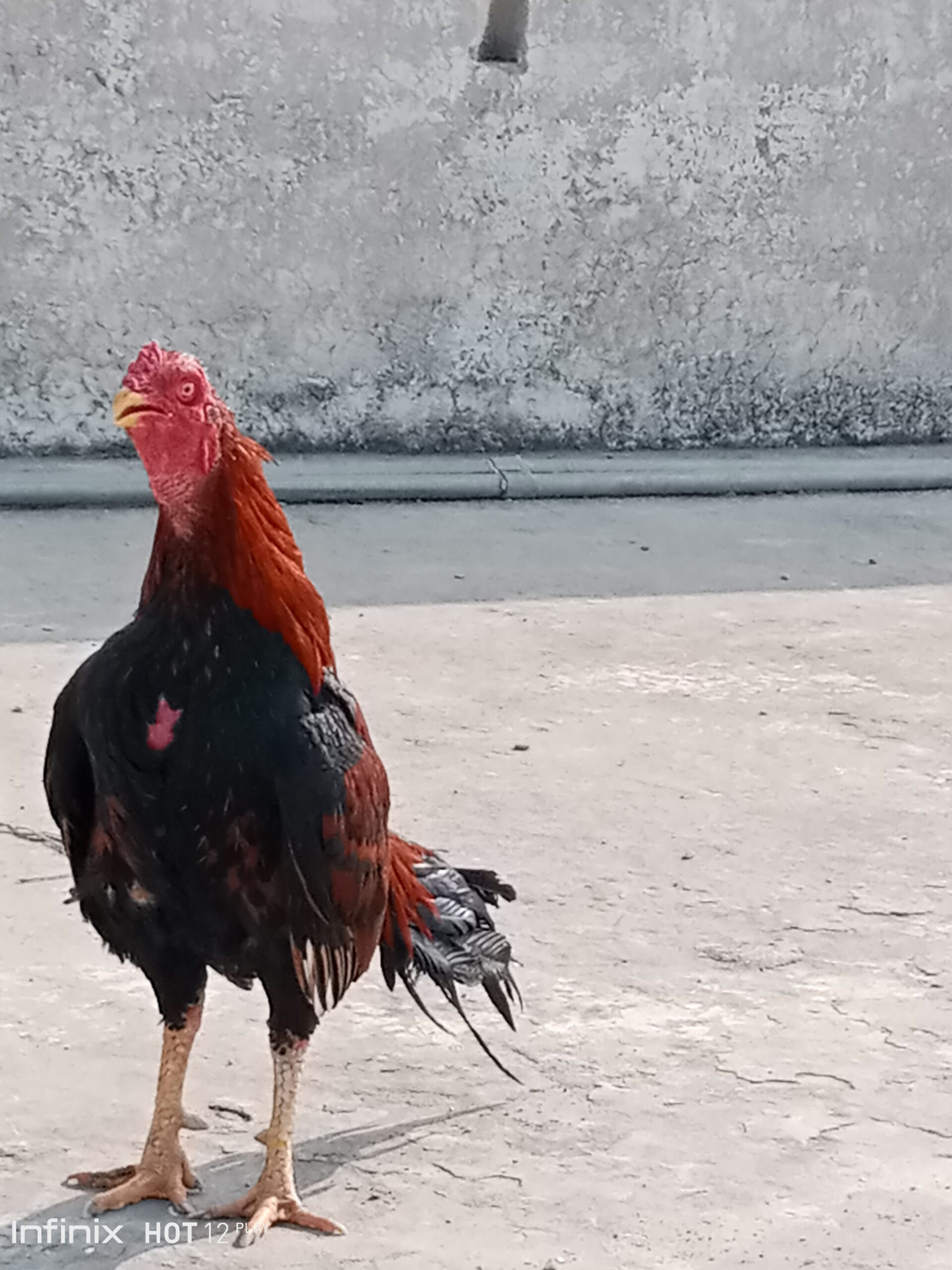 Mianwali aseel murga for sale