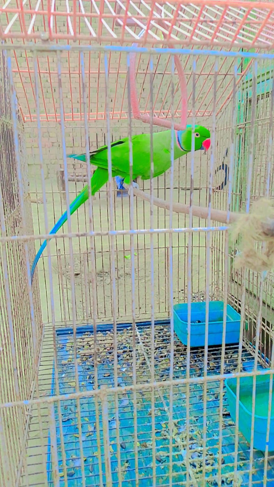 Katha Breeder male