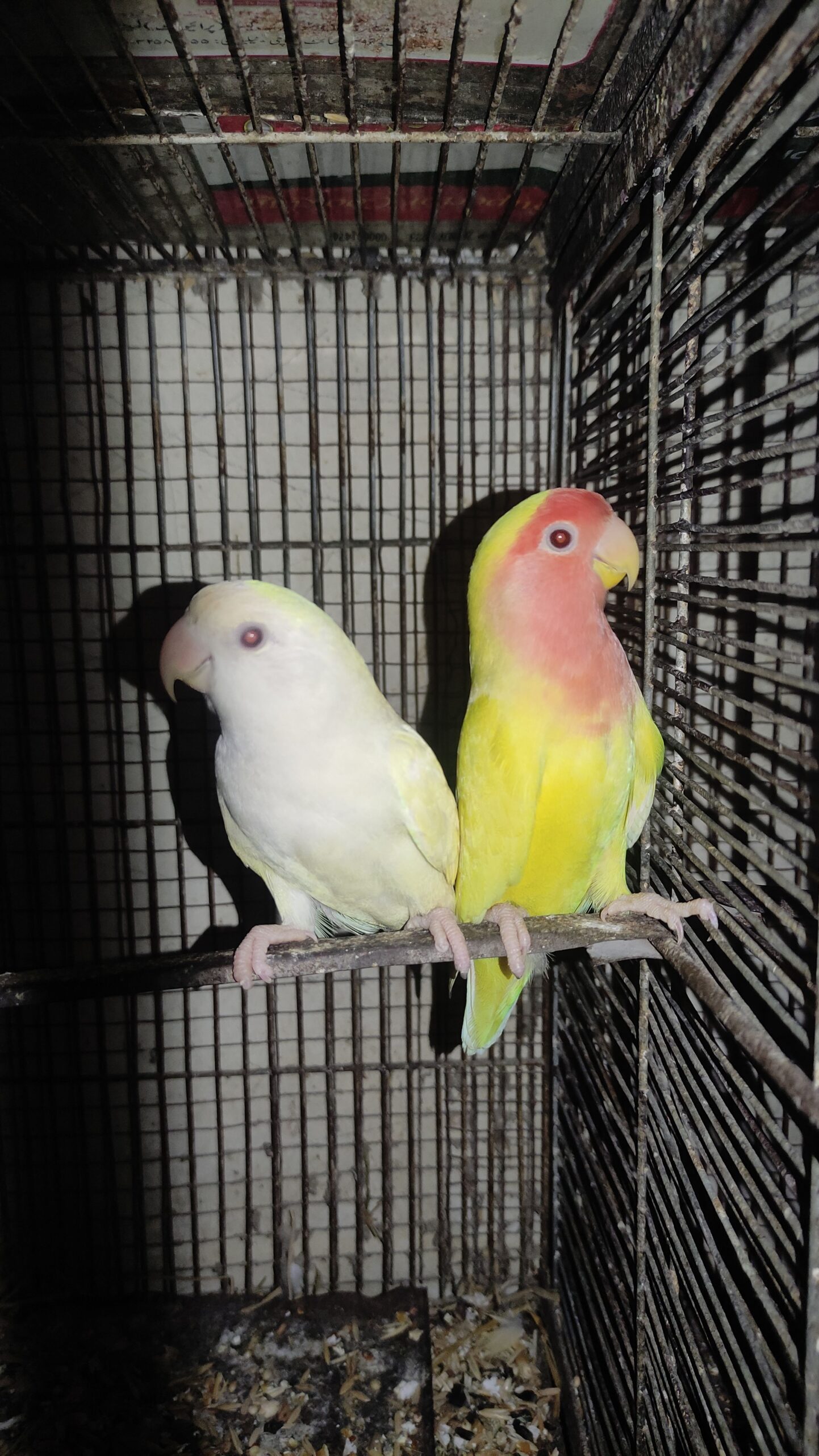 Love Birds for Sale