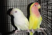 Love Birds for Sale