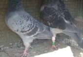 Siddle pigeon pairs Available