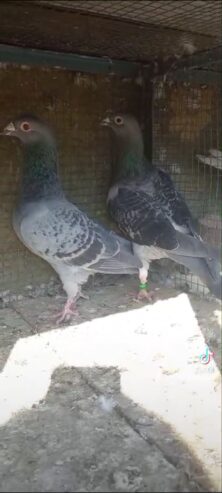 Siddle pigeon pairs Available