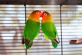 Love bird breeder pair