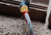 Red golden pheasant