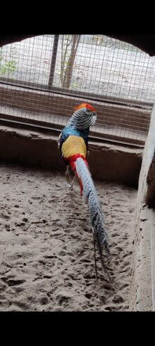 Red golden pheasant